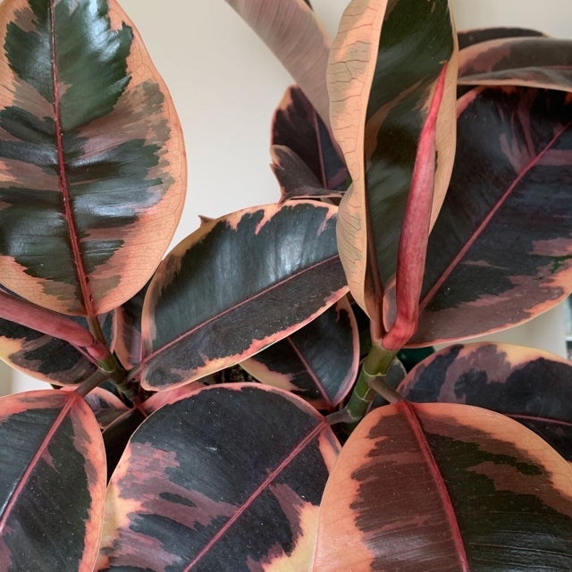 Indoor Plants | Fractal Flora