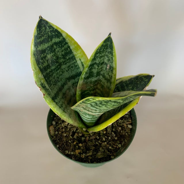 Indoor Plants | Fractal Flora