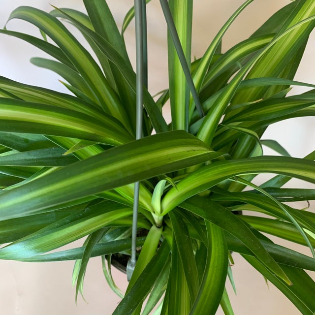 Indoor Plants | Fractal Flora