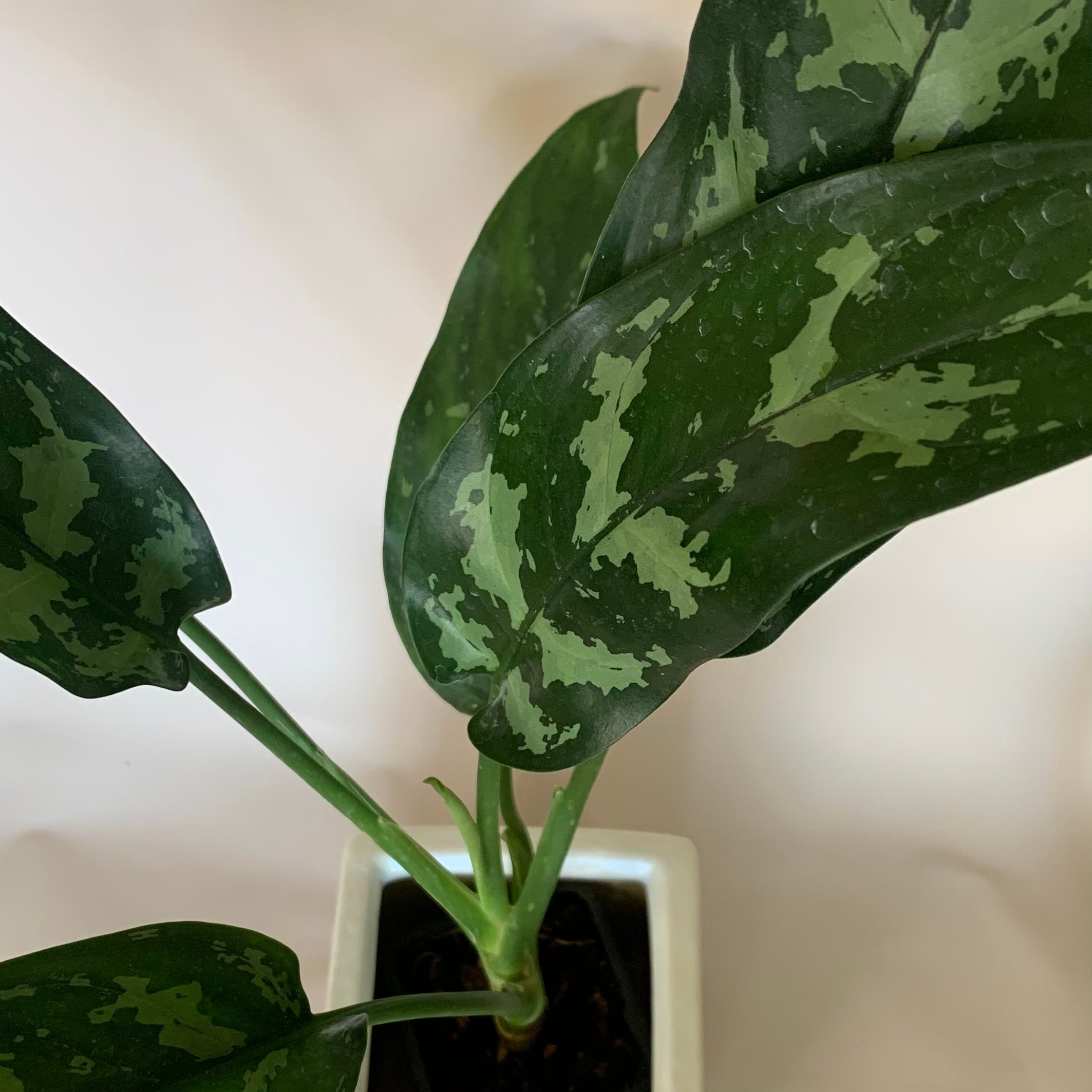 Aglaonema - 'Maria' | Fractal Flora