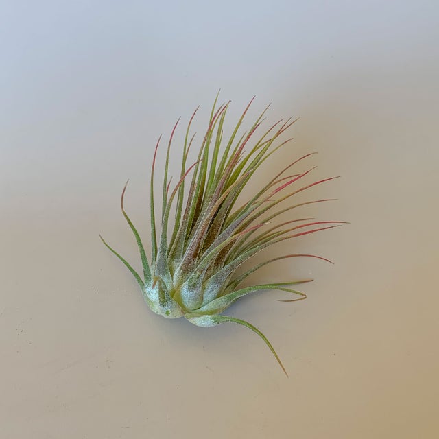 Air Plants | Fractal Flora