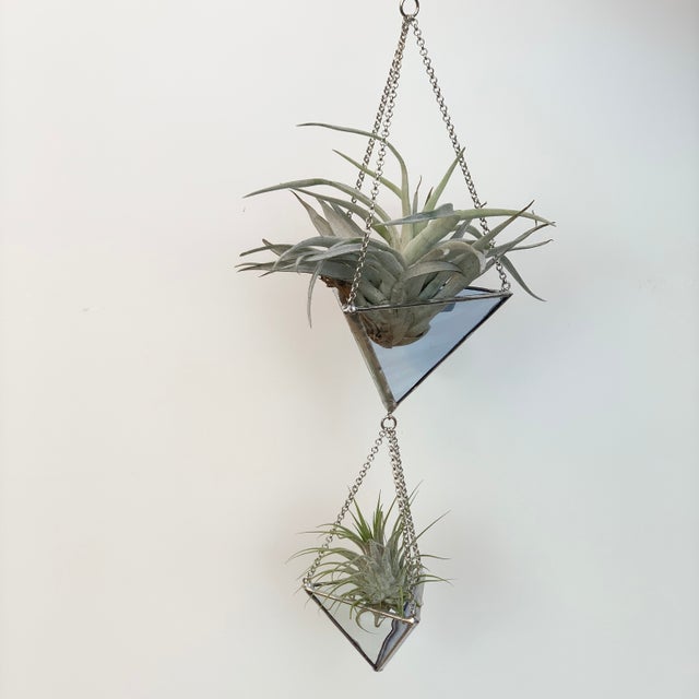 prayer plant in pot Lemon Lime Prayer Plant with Planter - Medium (6-10" tall) Top Half Mustard Planter
